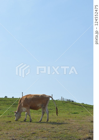 牛歩 牛歩 124552475