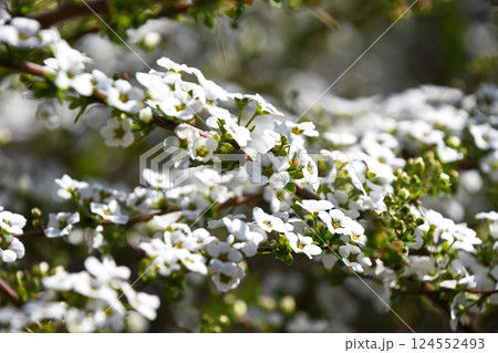 ユキヤナギ(雪柳) ユキヤナギ(雪柳) 124552493