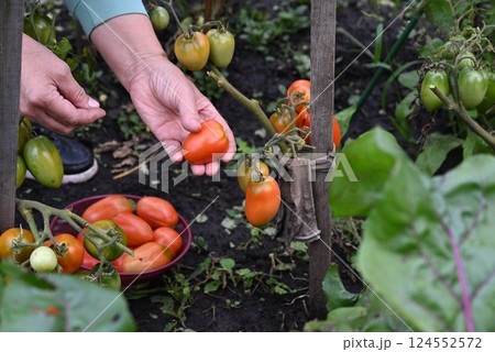 Harvesting fresh tomatoes in a vibrant garden during the summer season with a hand selecting ripe fruit Harvesting fresh tomatoes in a vibrant garden during the summer season with a hand selecting ripe fruit 124552572