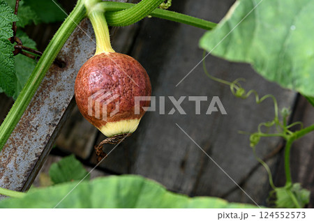Mature gourd developing on a vine in a garden during late summer in a rural setting Mature gourd developing on a vine in a garden during late summer in a rural setting 124552573