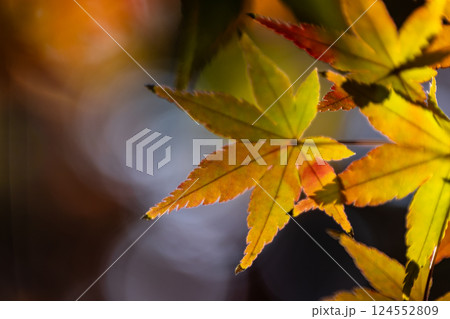 黄色とオレンジの紅葉 黄色とオレンジの紅葉 124552809