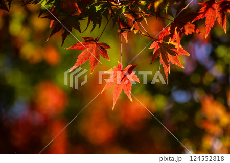 紅葉 124552818