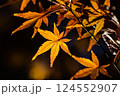 黄色の紅葉 124552907