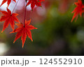 真っ赤な紅葉 124552910