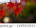 真っ赤な紅葉 124552911