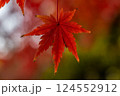 真っ赤な紅葉 124552912