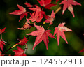 真っ赤な紅葉 124552913