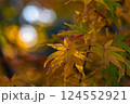 黄色い紅葉 124552921
