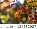 カラフルな紅葉 124552927