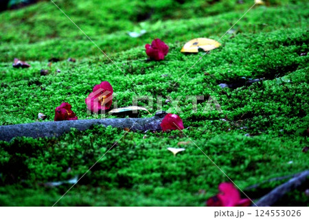苔の上に落ちた赤い椿の花と木の根 苔の上に落ちた赤い椿の花と木の根 124553026