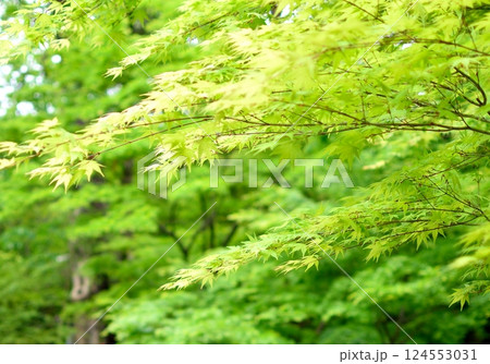 新緑のモミジが広がる初夏の森林風景 新緑のモミジが広がる初夏の森林風景 124553031