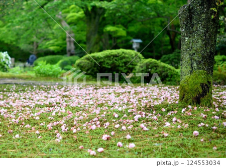苔の上に散った桜の花びらと新緑の庭園風景 124553034