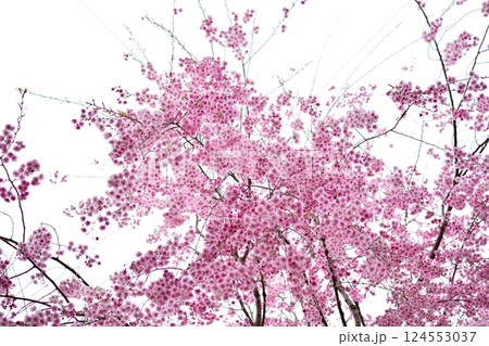 満開のしだれ花が枝垂れる風景 124553037