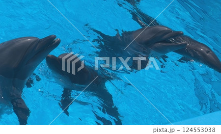 Group of dolphins swimming and playing in blue water Group of dolphins swimming and playing in blue water 124553038