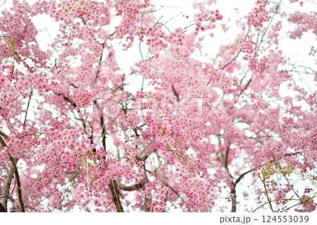 満開のしだれ花が枝垂れる風景 満開のしだれ花が枝垂れる風景 124553039