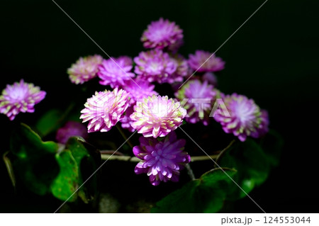 黒背景に浮かぶ紫色の八重咲きの雪割草 黒背景に浮かぶ紫色の八重咲きの雪割草 124553044