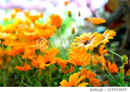 オレンジ色の花が咲き揃う春の花壇 オレンジ色の花が咲き揃う春の花壇 124553047