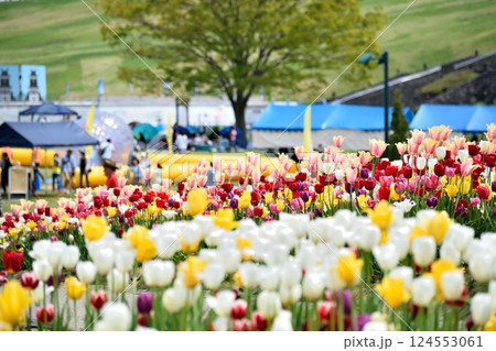 イベント会場に咲く色とりどりのチューリップ イベント会場に咲く色とりどりのチューリップ 124553061