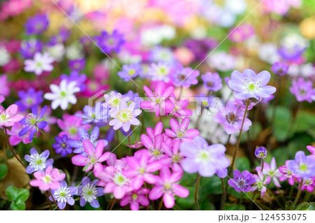 色とりどりの雪割草の群生 124553075