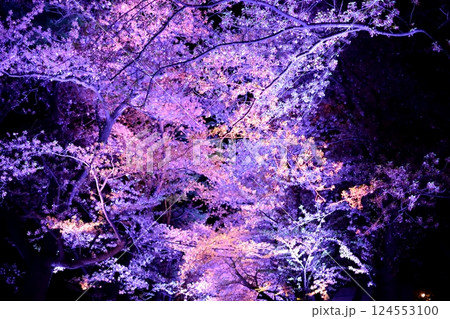 夜桜のライトアップで幻想的に照らされた桜並木 124553100