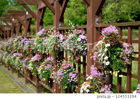 木製の格子フェンスに掛けられた色とりどりのハンギングバスケット 124553104