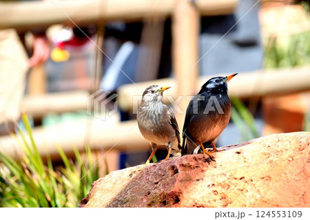 岩の上に佇む二羽のムクドリ 124553109
