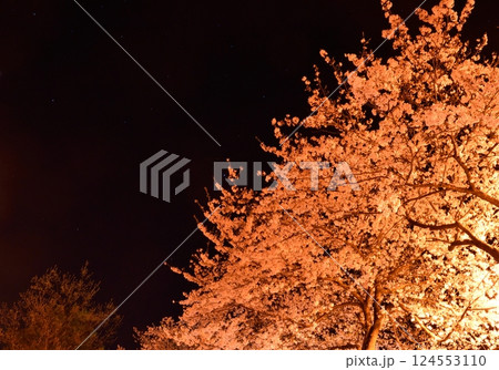 ライトアップされた夜の桜の木 124553110