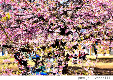 満開の桜の下で春を楽しむ人々の様子 124553111