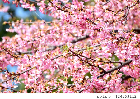 満開の桜 満開の桜 124553112