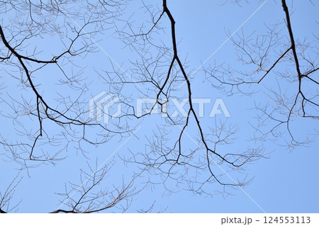 冬の終わりに見上げた葉のない木の枝と青空 冬の終わりに見上げた葉のない木の枝と青空 124553113
