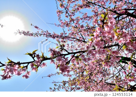 青空と陽光を背景に咲く満開の桜の枝 124553114
