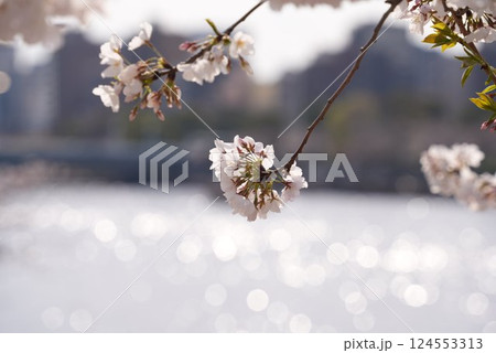 水面背景の桜 水面背景の桜 124553313