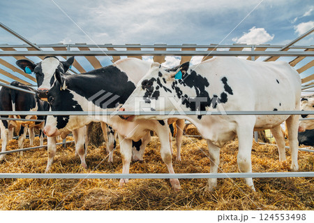 Close-up portrait of a young Holstein cow 124553498