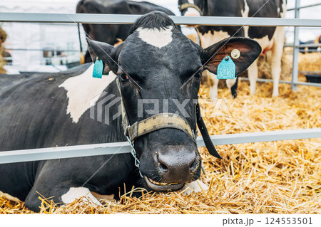Close-up portrait of a young Holstein cow Close-up portrait of a young Holstein cow 124553501