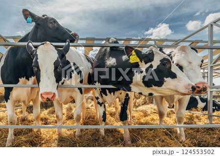 Close-up portrait of a young Holstein cow Close-up portrait of a young Holstein cow 124553502