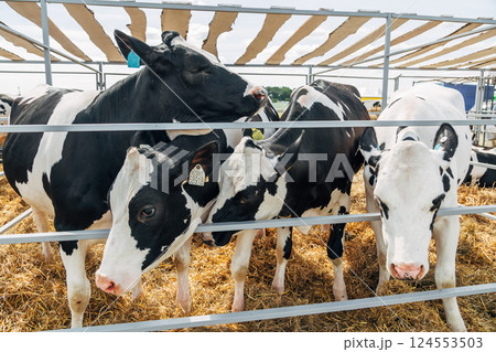 Close-up portrait of a young Holstein cow 124553503
