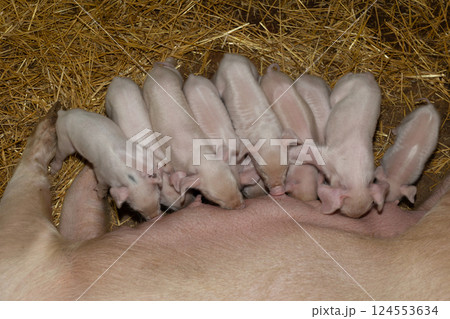 A pig feeds her piglets. A pig feeds her piglets. 124553634
