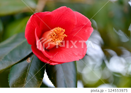 赤い椿の花 赤い椿の花 124553975