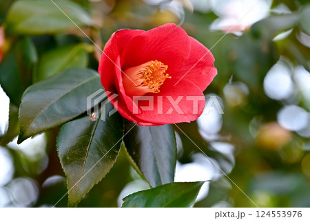 赤い椿の花 124553976