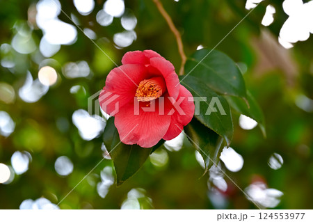 赤い椿の花 赤い椿の花 124553977