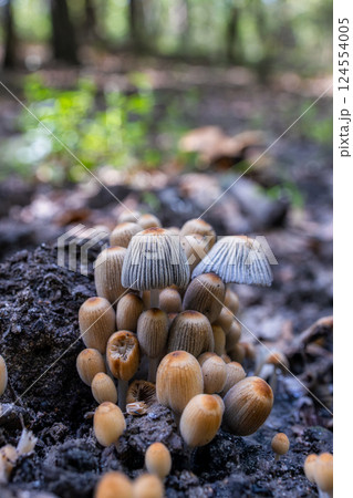Small mushrooms growing on forest floor 124554005