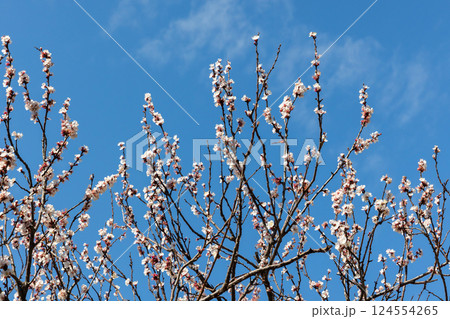 Cherry blossom. Flowering branches reach skyward Cherry blossom. Flowering branches reach skyward 124554265