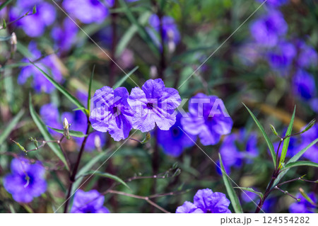Vibrant purple flowers are on blurred dark green meadow background Vibrant purple flowers are on blurred dark green meadow background 124554282