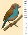 Red-cheeked cordon-bleu on Branch, Cartoon Style Illustration 124554438