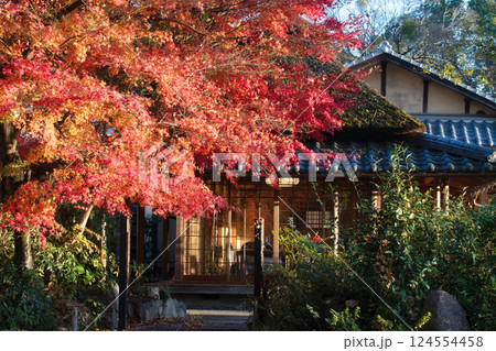 Beautiful red maple leaves at Japanese restaurant fall garden, Uji 124554458