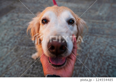 Cute golden Retriever dog caress on its chin by hand of his owner Cute golden Retriever dog caress on its chin by hand of his owner 124554485