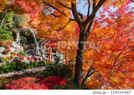 Torii gate and waterfall by fall foliage color at Katsuoji temple Torii gate and waterfall by fall foliage color at Katsuoji temple 124554497