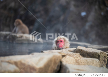 Japanese Snow monkey bath on hot spring pool, Jigokudani, Nagano Japanese Snow monkey bath on hot spring pool, Jigokudani, Nagano 124554517