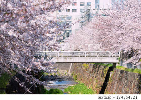 Pink cherry tree tunnel or sakura  blossom at Yamazaki River, Nagoya 124554521