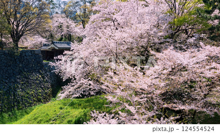 pink sakura cherry tree blossom at Nagoya castle entrance in spring 124554524